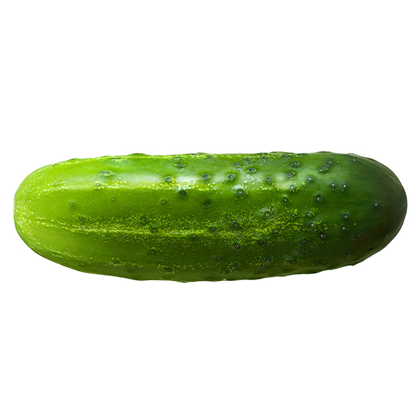 One whole small cucumber isolated. Cutout organic farm food. Cos